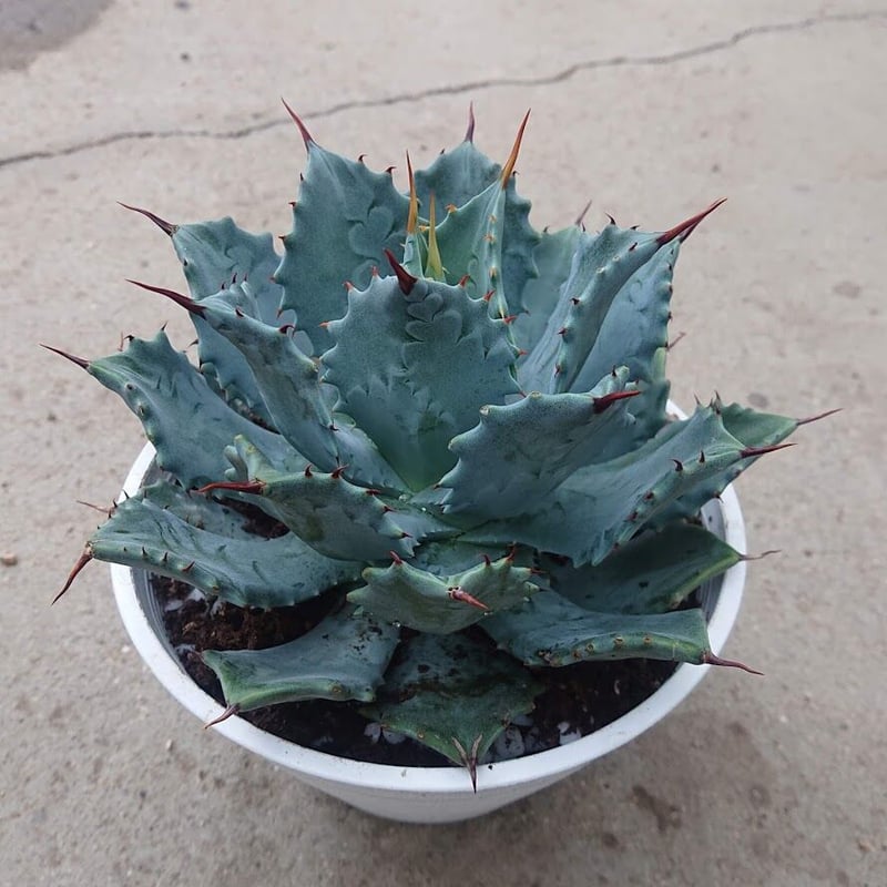 アガベ 雷神 1 Agave potatorum | My-Favthings