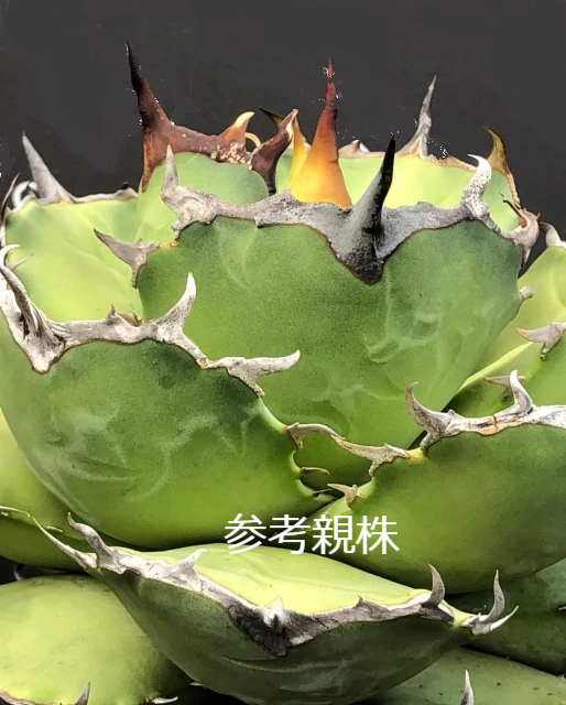 ボール状アガベ　アザラシ　海豹　親株 アガベ チタノタ アザラシ 海豹 CS1 agave titanota Compacta 'S