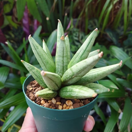 サンスベリア ヘッジホッグ 4 Sansevieria Hedgehog
