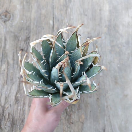 アガベ ユタエンシス ネバデンシス 4 Agave uthaensis var. nevadensis