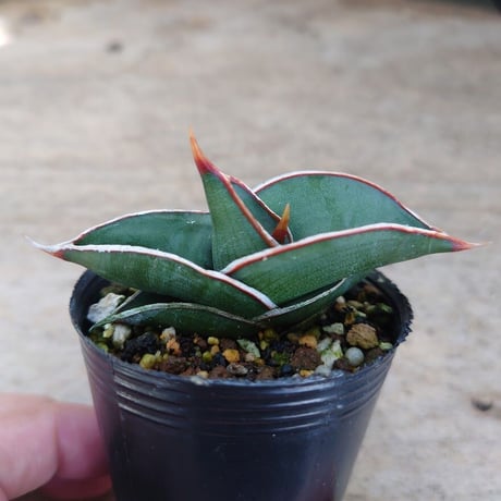 Sansevieria rorida サンスベリア ロリダ R8