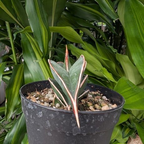Sansevieria rorida サンスベリア ロリダ R13