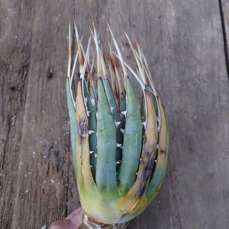 アガベ ユタエンシス ネバデンシス 4 Agave uthaensis var. nevadensis