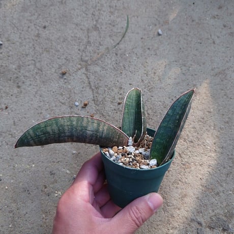 Sansevieria hallii Pink Bat サンスベリア ピンクバット 3 【送料一律500円】