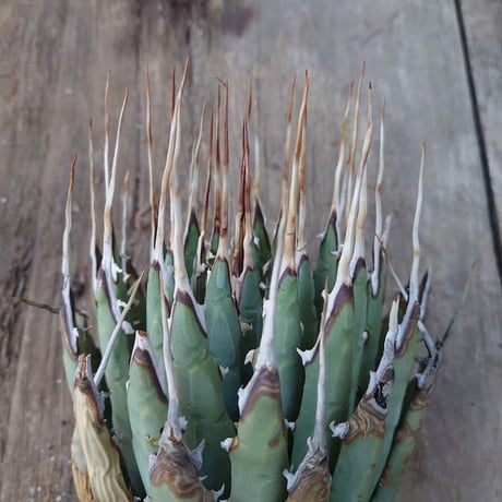 アガベ ユタエンシス ネバデンシス 7 Agave uthaensis var. nevadensis