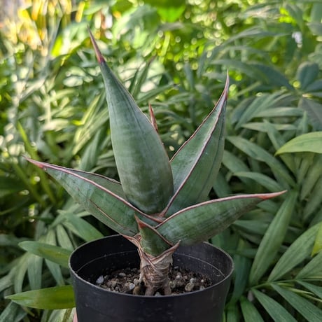 Sansevieria Pinguicula サンセベリア ピングイキュラ SP15