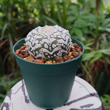 アストロフィツム スーパー兜 Vタイプ 4 Astrophytum asterias cv 'Super Kabuto' V