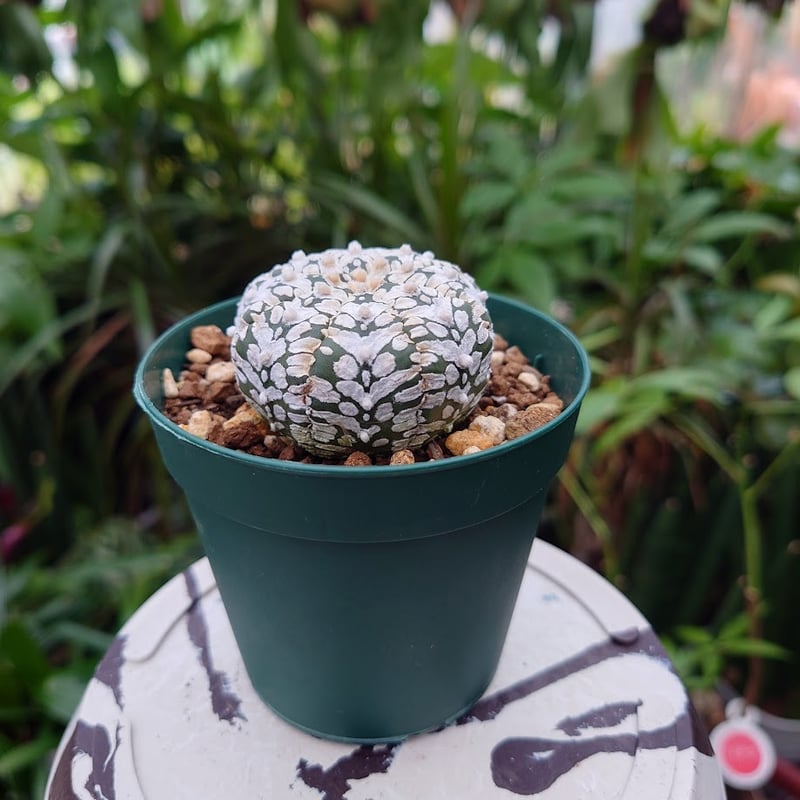 アストロフィツム スーパー兜 Vタイプ 2 Astrophytum asterias cv '