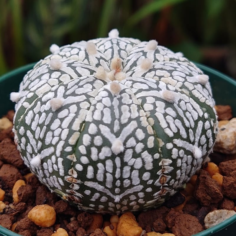 アストロフィツム スーパー兜 Vタイプ 1 Astrophytum asterias cv '...