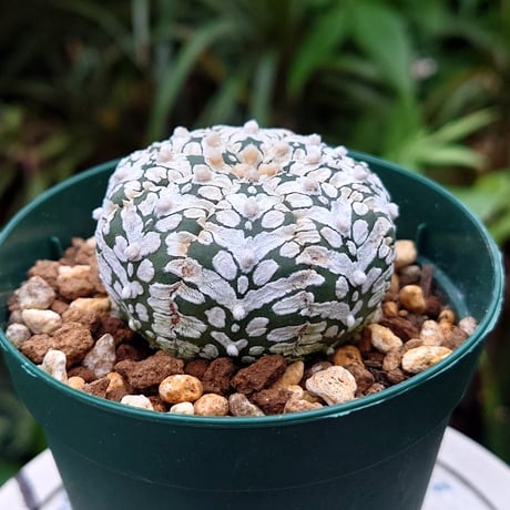 アストロフィツム スーパー兜 Vタイプ 2 Astrophytum asterias cv 'Super Kabuto' V