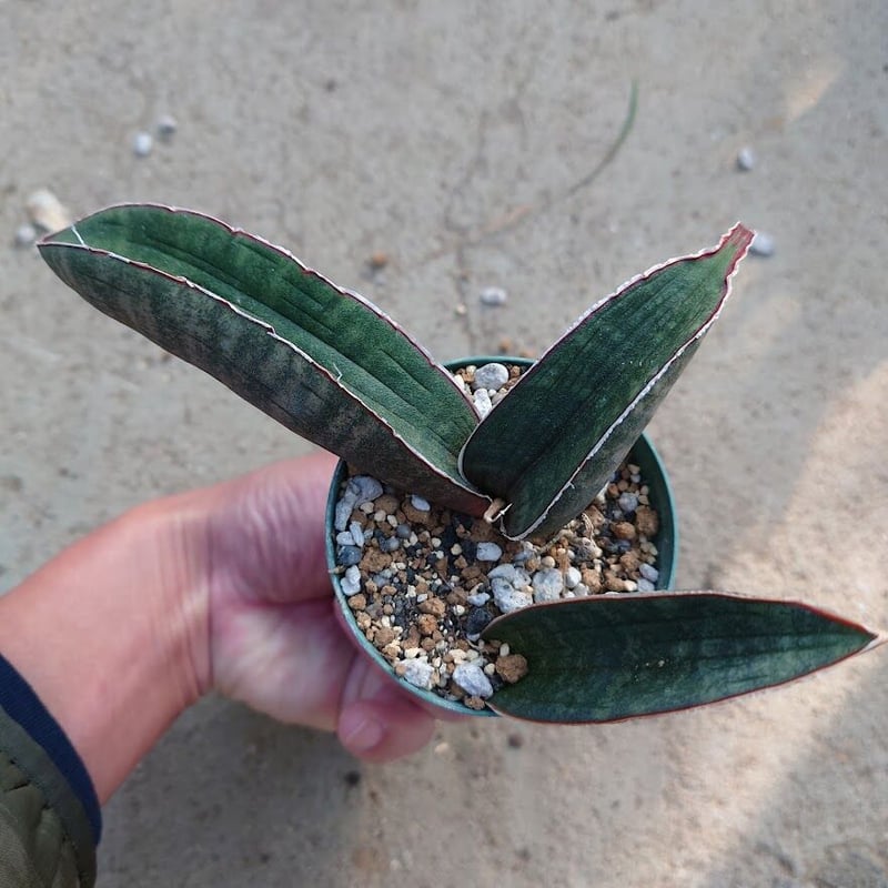 Sansevieria hallii Pink Bat サンスベリア ピンクバット 3 【送料
