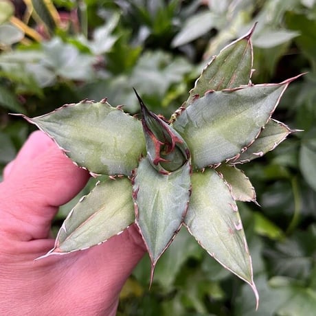 アガベ チタノタ レッドゴースト RG1 Agave titanota “赤鬼“ redghost