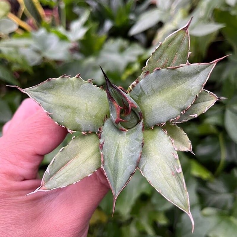 レッドチップ錦  抜き苗  微斑【特定記録付】 アガベ チタノタ 