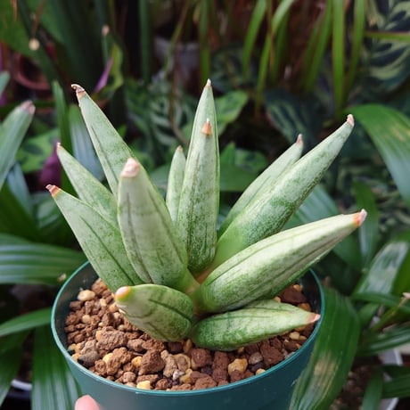 サンスベリア ヘッジホッグ 4 Sansevieria Hedgehog