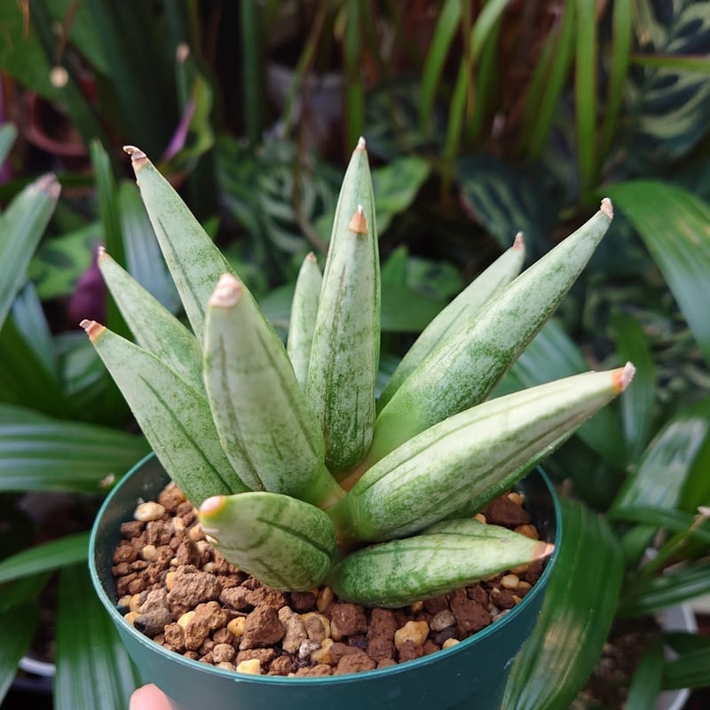 サンスベリア ヘッジホッグ 4 Sansevieria Hedgehog | My-Favth