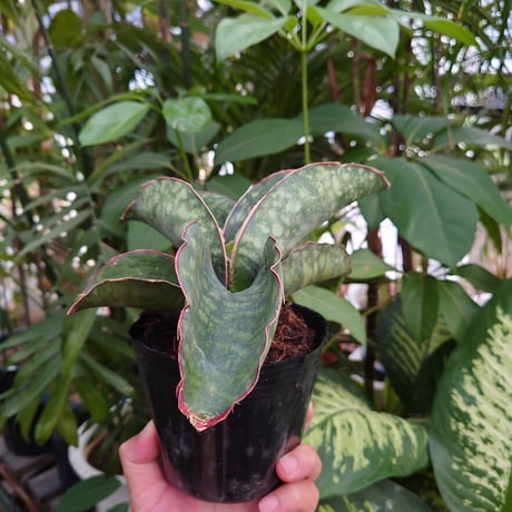 Sansevieria sp. Mafinga Tanzania Dragon Wing サンスベリア ドラゴンウィング LL5
