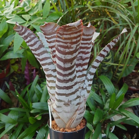 エクメア チャンティニー ブラックアイス 3 Aechmea chantinii CV. Black Ice seedling F1