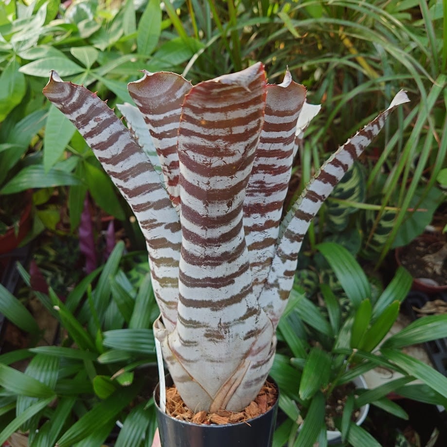 エクメア チャンティニー ブラックアイス 3 Aechmea chantinii CV. Bl