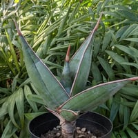 Sansevieria Pinguicula サンセベリア ピングイキュラ SP15