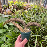Sansevieria kirkii var. pulchra Coppertone サンスベリア キルキー プルクラ コパトーン SVKPC1