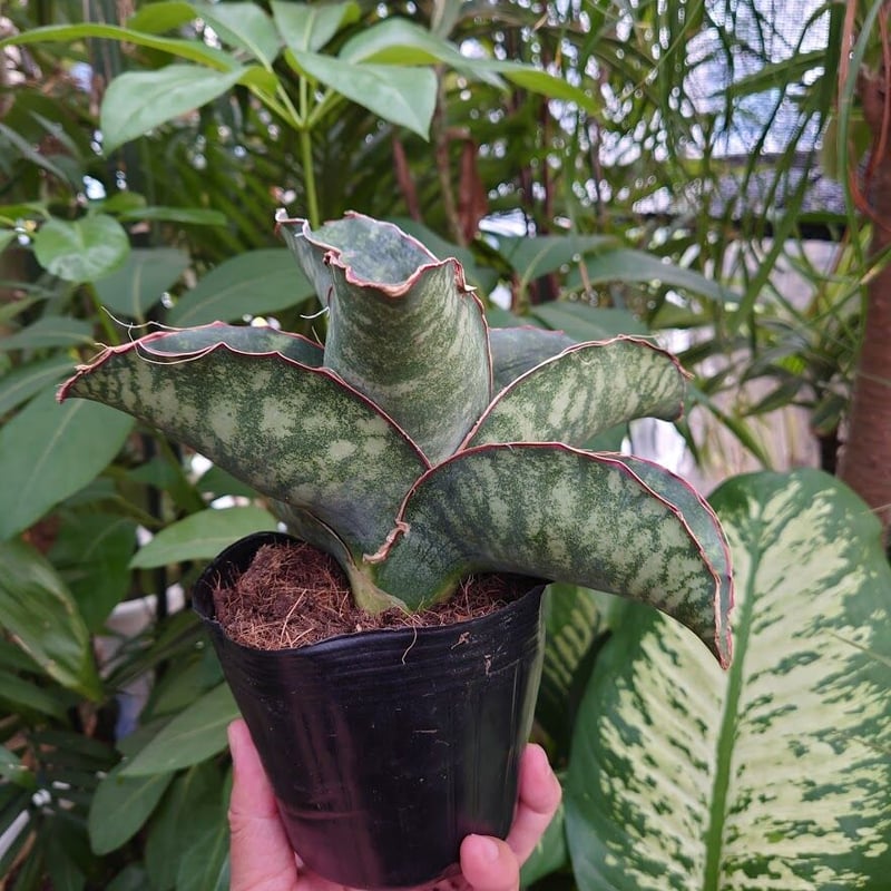 Sansevieria sp. Mafinga Tanzania Dragon Wing サン