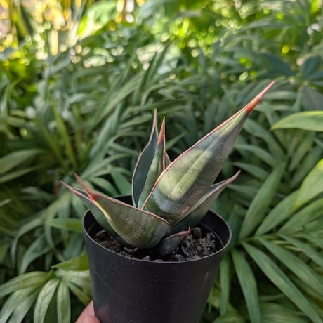 Sansevieria Pinguicula サンセベリア ピングイキュラ SP12