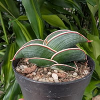 Sansevieria rorida サンスベリア ロリダ R11