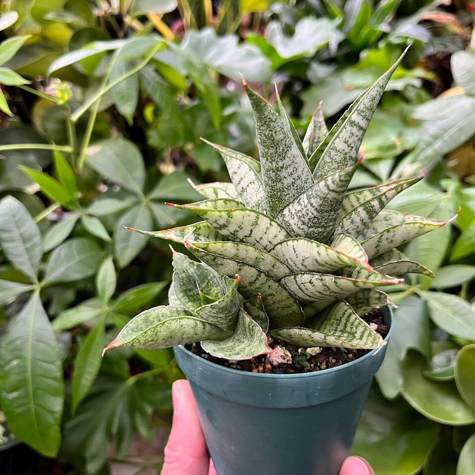 Sansevieria Marga サンセベリア マルガ SVM1 | My-Favthings Sansevieria Marga サンセベリア マルガ SVM1 | My-Favthings