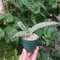 Sansevieria hallii Silver Bat 3 サンスベリア シルバーバット 【送料全国一律500円】