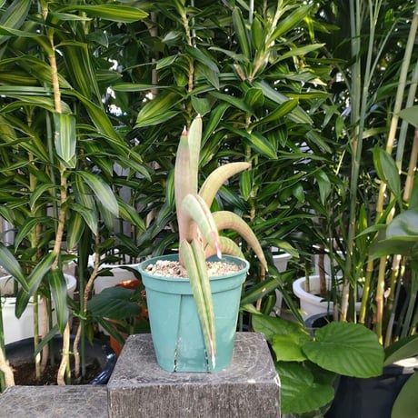 サンセベリア プフィステリ SANSEVIERIA PFISTERII