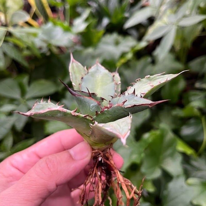 レッドチップ錦  抜き苗  微斑【特定記録付】 園芸ネット本店｜センニチコウ（千日紅） 高性：ストロベリー