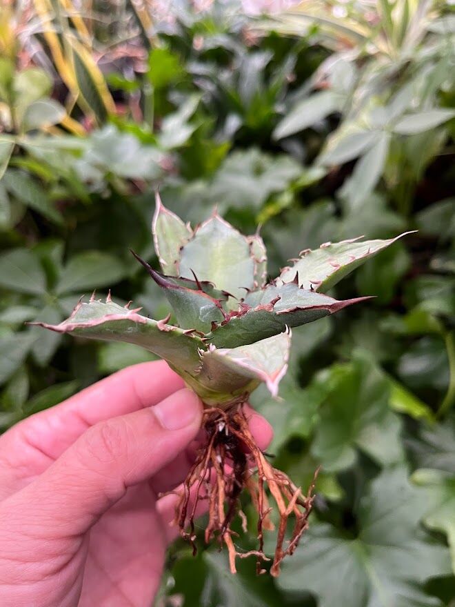 アガベ チタノタ レッドゴースト RG1 Agave titanota “赤鬼“ redgho