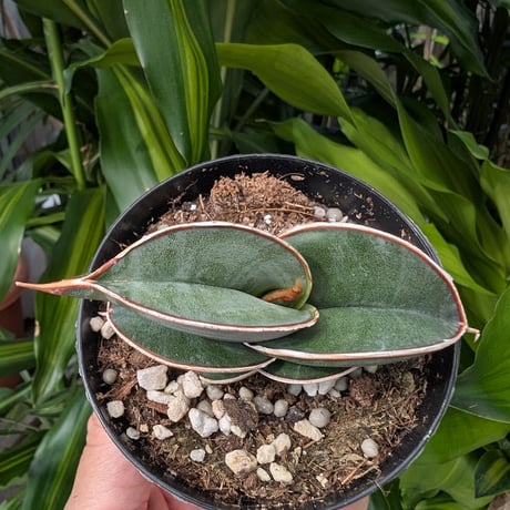 Sansevieria rorida サンスベリア ロリダ R16