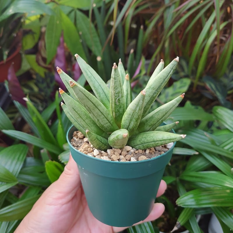 サンスベリア ヘッジホッグ 3 Sansevieria Hedgehog | My-Favth