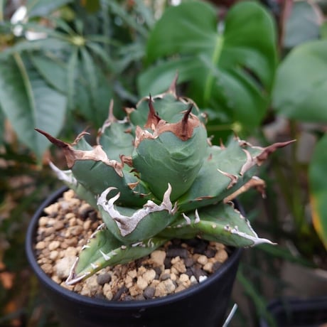 アガベ チタノタ 姫厳龍 1 Agave titanota dwarf