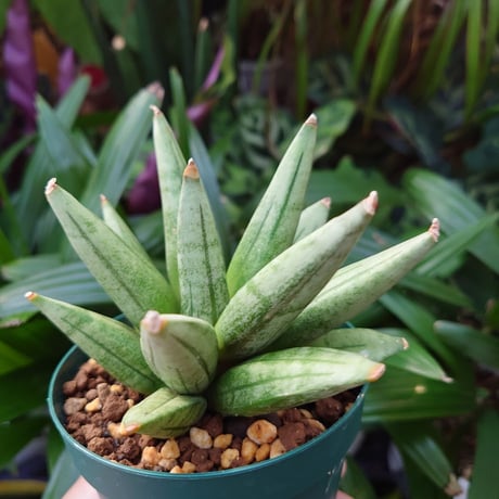 サンスベリア ヘッジホッグ 4 Sansevieria Hedgehog