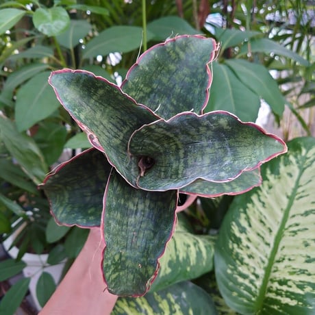 Sansevieria sp. Mafinga Tanzania Dragon Wing サンスベリア ドラゴンウィング LL4