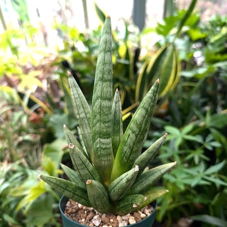 サンスベリア ヘッジホッグ 4 Sansevieria Hedgehog