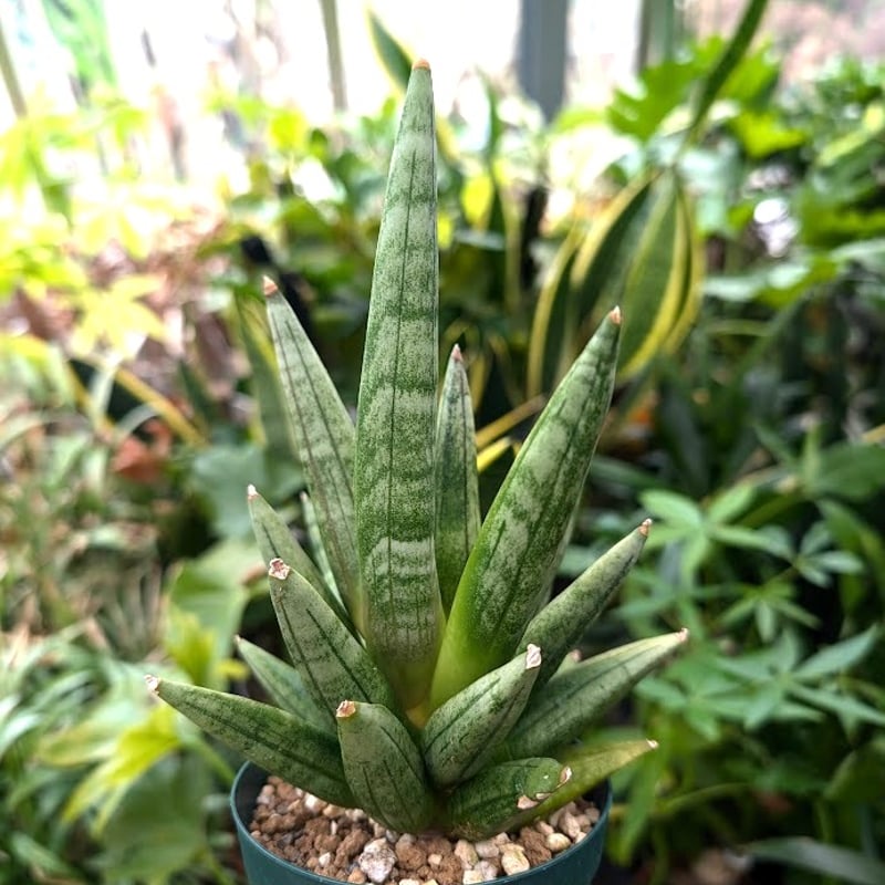 サンスベリア ヘッジホッグ 4 Sansevieria Hedgehog | My-Favth サンスベリア ヘッジホッグ 4 Sansevieria Hedgehog | My-Favth