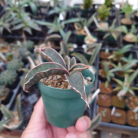 Sansevieria hallii Pink Bat サンスベリア ピンクバット 10 【送料一律500円】