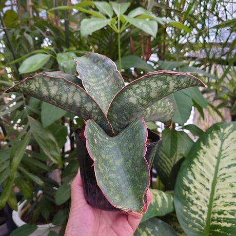 Sansevieria sp. Mafinga Tanzania Dragon Wing サンスベリア ドラゴンウィング LL3