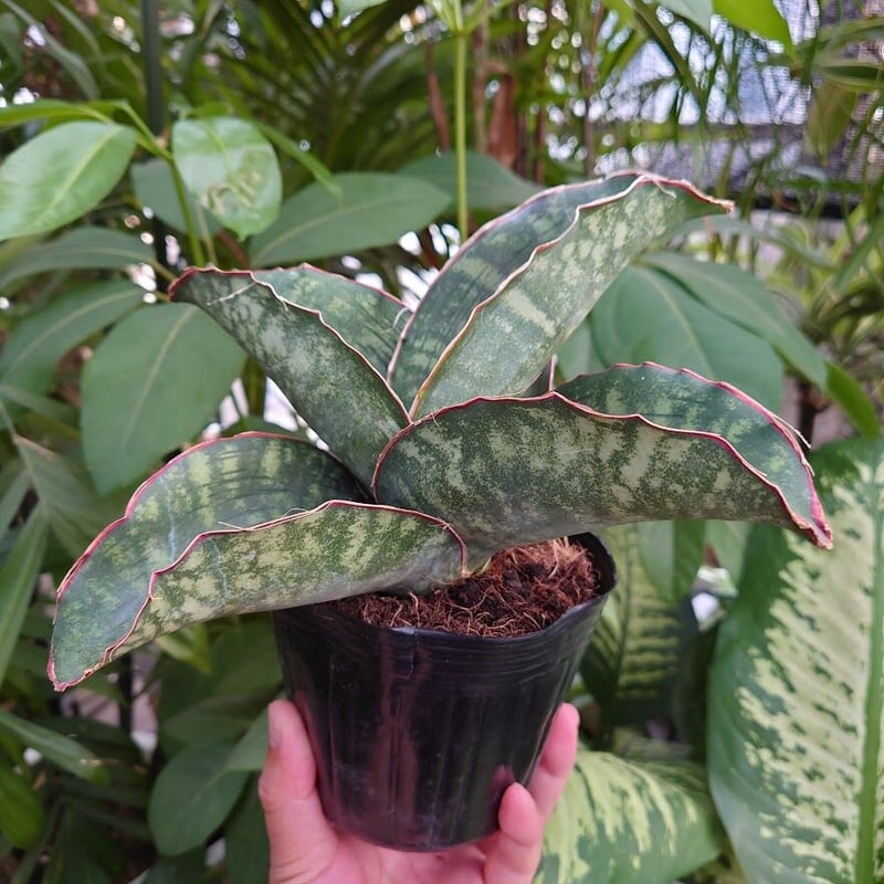 Sansevieria sp. Mafinga Tanzania Dragon Wing サン