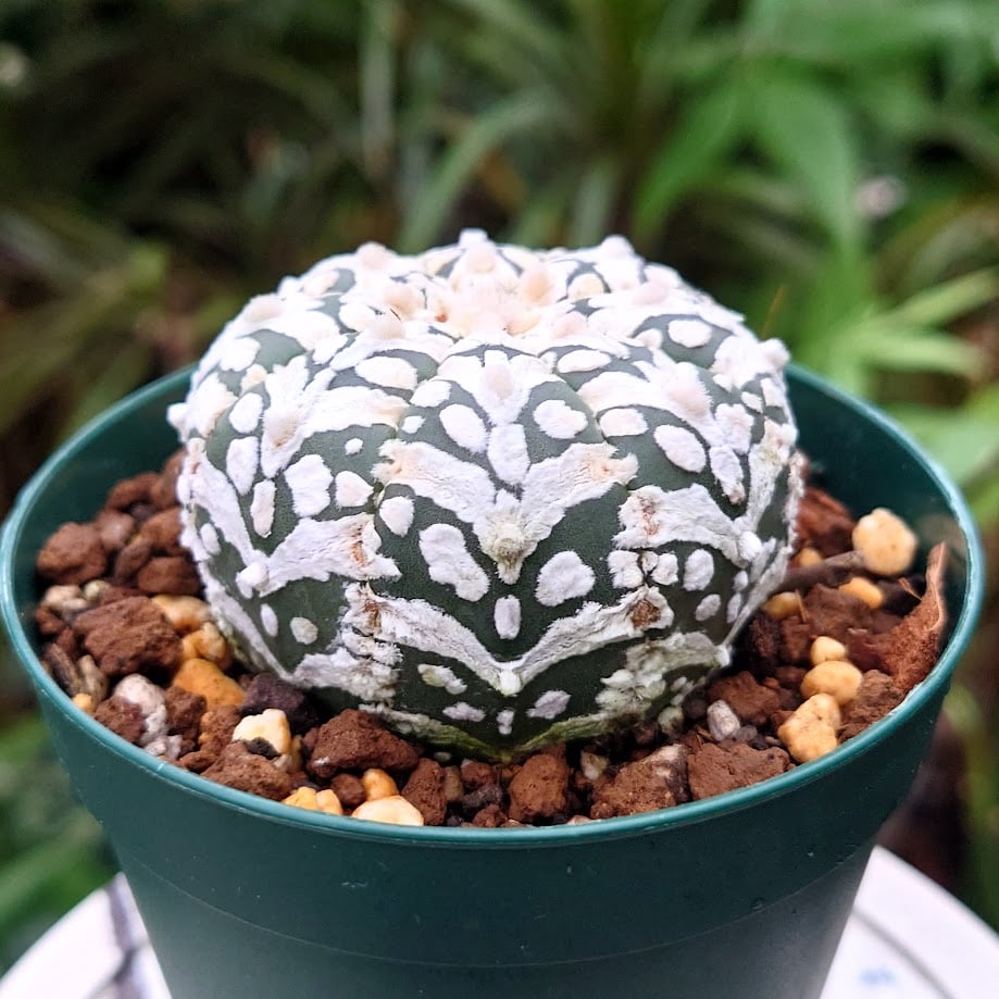 アストロフィツム スーパー兜 Vタイプ 4 Astrophytum asterias cv '