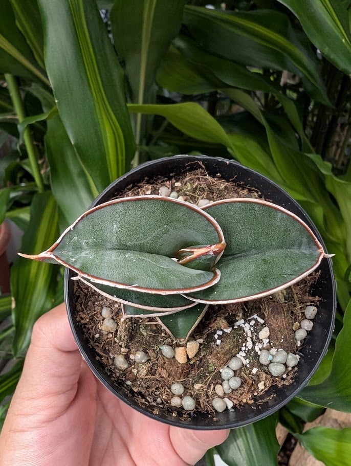 Sansevieria rorida サンスベリア ロリダ R14 | My-Favthings
