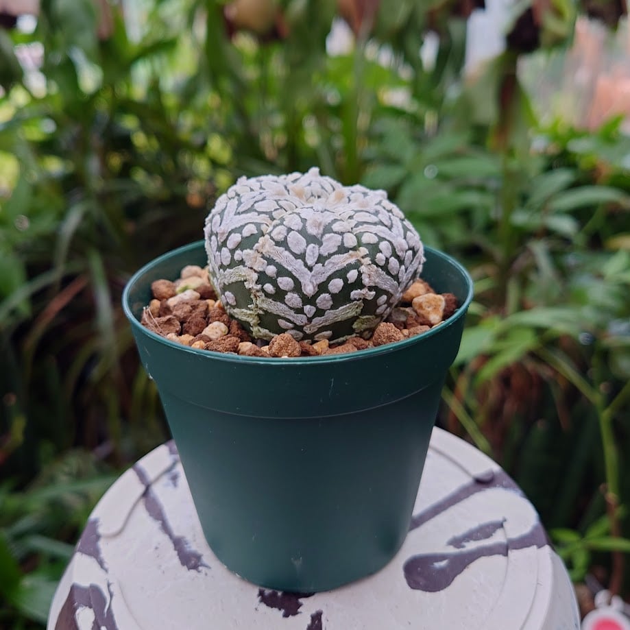 アストロフィツム スーパー兜 Vタイプ 3 Astrophytum asterias cv '