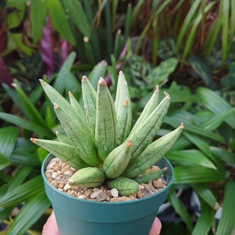 サンスベリア ヘッジホッグ 3 Sansevieria Hedgehog