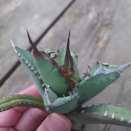 アガベ チタノタ 姫厳龍 2 Agave titanota dwarf