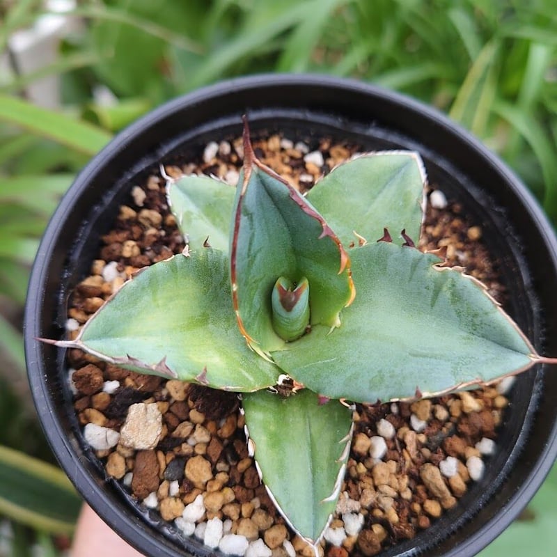 アガベ チタノタ 12 Agave titanota【送料一律500円】 | My-Favth