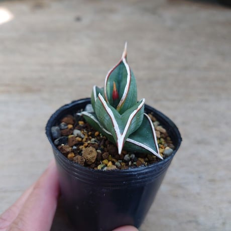 Sansevieria rorida サンスベリア ロリダ R10