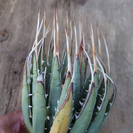 アガベ ユタエンシス ネバデンシス 3 Agave uthaensis var. nevadensis